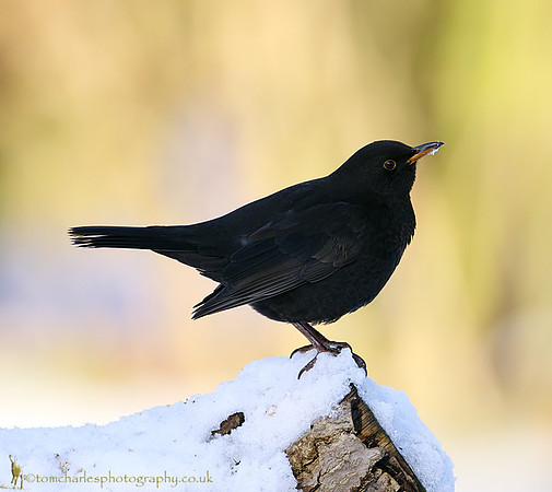 Blackbird - male
