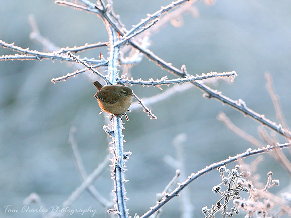 Frosted Wren