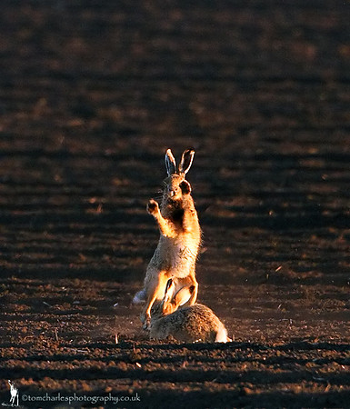 Put 'em Up!