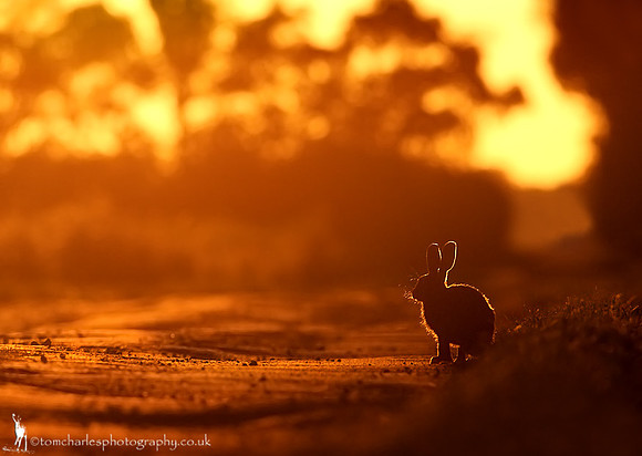 Late Evening Hare