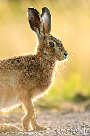 Brown Hare