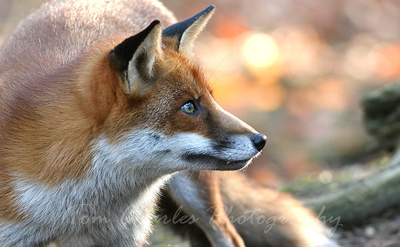 Red Fox