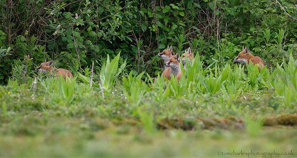 'Group Attention' - Five Red Fox Cubs