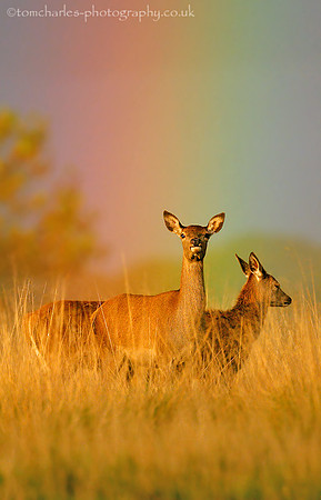 Doe's and Bows
