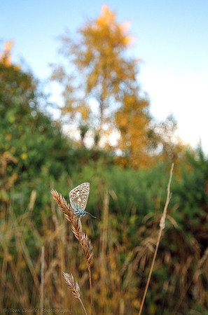 Common Blue Butterfly