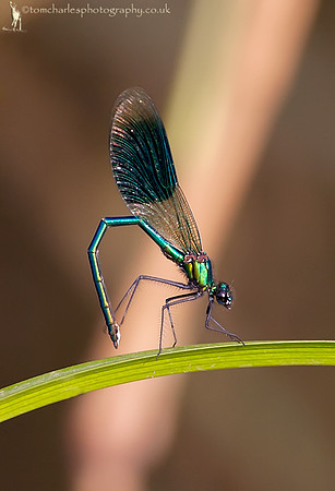 Banded Demoiselle Damselfly - male