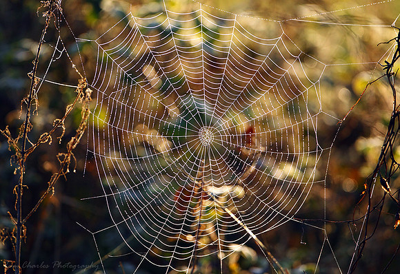 Colours of the Web