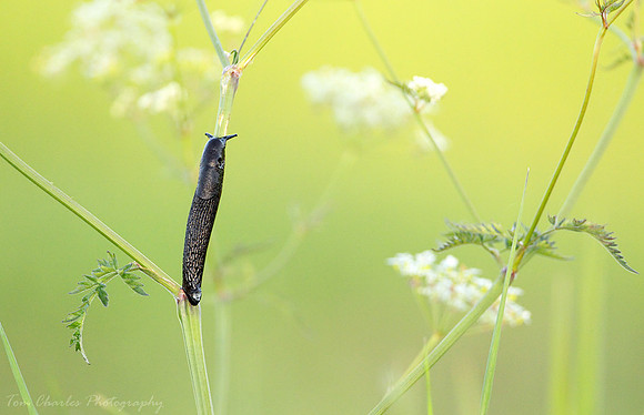 Black Slug