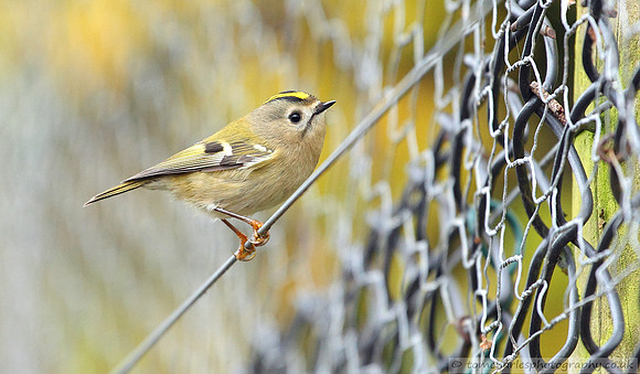 Goldcrest