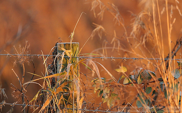 Hint of Frost