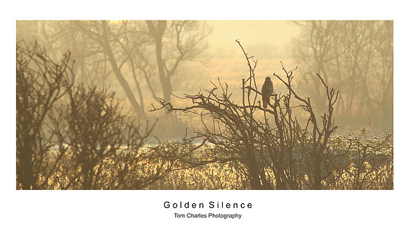 Golden Silence