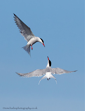 Ballet To The Sky