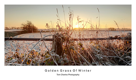 Golden Grass of Winter