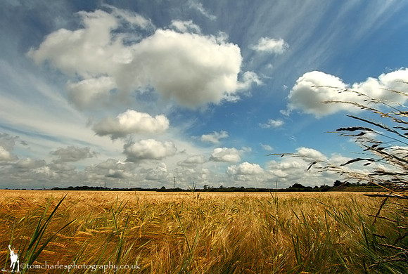 Cotton Wool and Barley