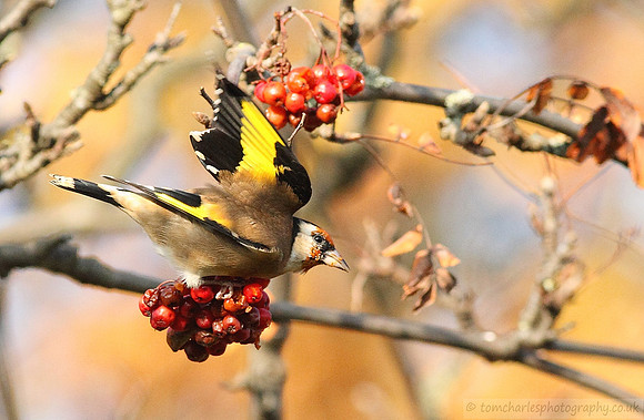 Goldfinch