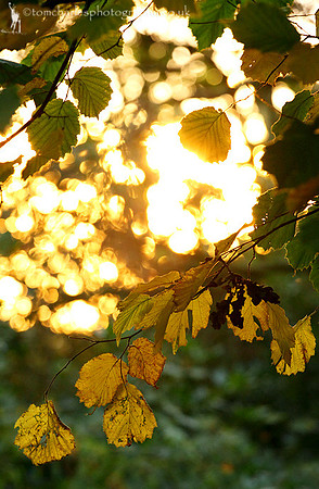 Pure Gold Leaf
