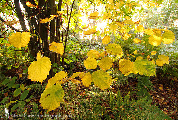 Autumn Yellow