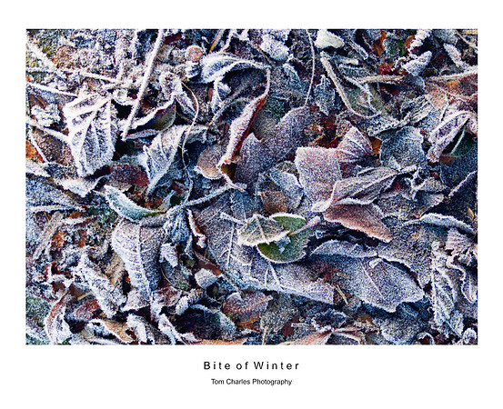 Bite of Winter