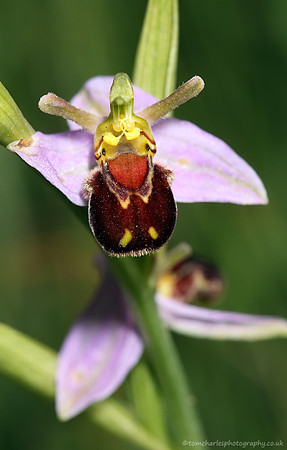 Bee Orchid - Ophrys apifera