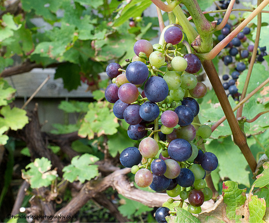 Garden Grapes