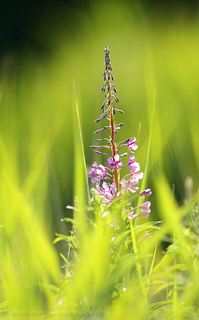 Rose-bay Willow Herb