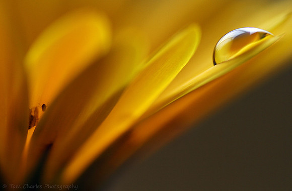 Run Of Gold