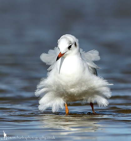 Black Headed Gull