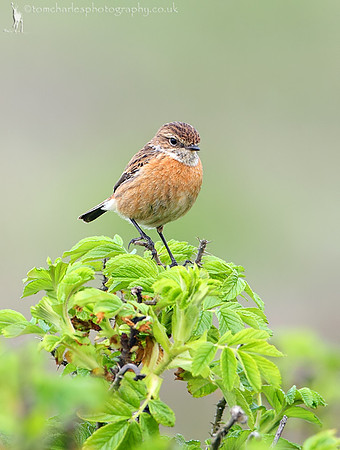 Stonechat - female