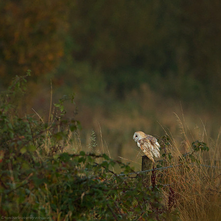 Resting Barn Owl