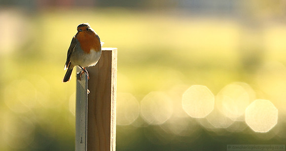 Early Morning Hopefulness