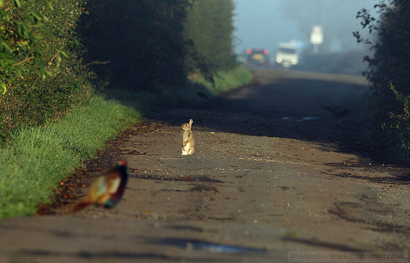 Autumn Story