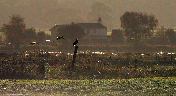 Quiet Return of Geese