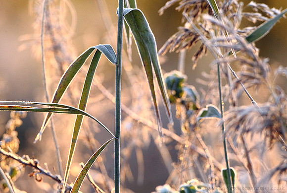 Almost Winter