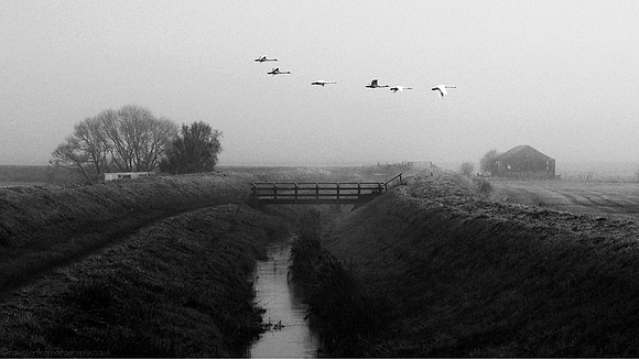 Whoopers In The Mist