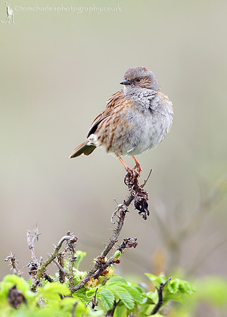 Dunnock