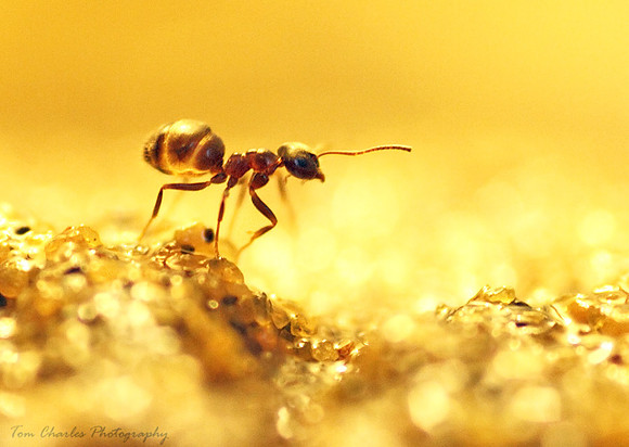 All Thats Gold