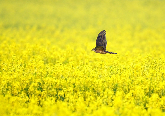 Yellow Peril