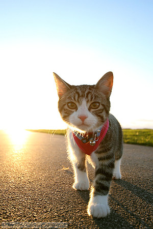 A Cat Named Dog