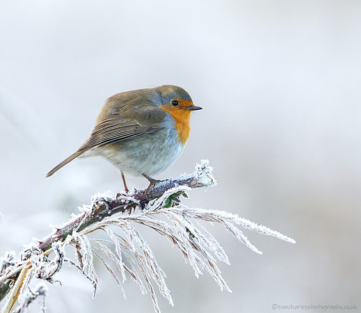 Robin In The Frost