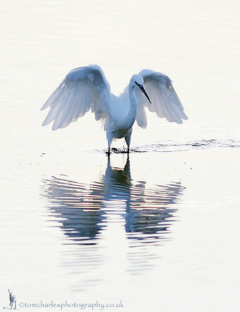 Little Egret