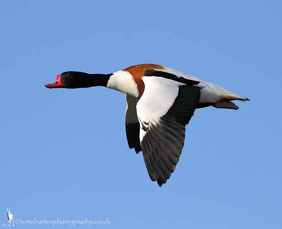 Shelduck