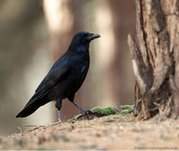 Crow