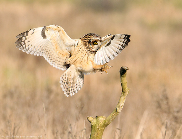 Sharp Arrival