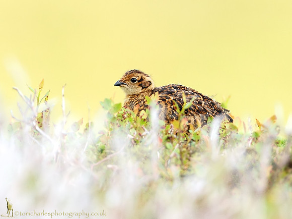 Red Grouse - Juvenile