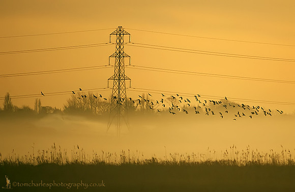 'Lancashire Mist'