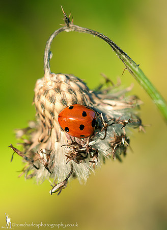 'Lady of the Lamp'