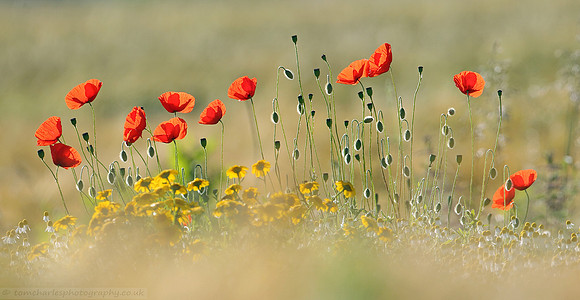 Natures Dancing Notes