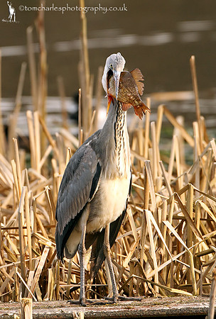 Bird Dentistry