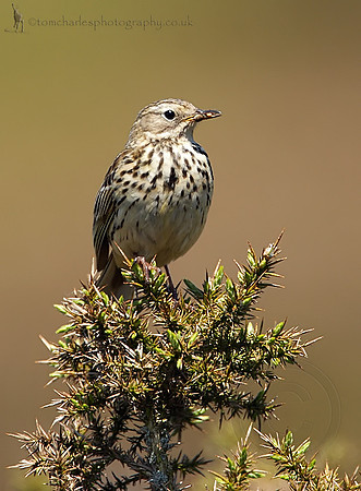 Meadow Pipit