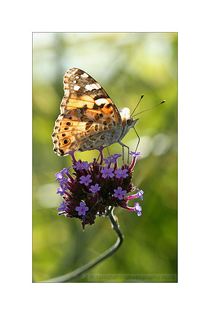 Painted Lady